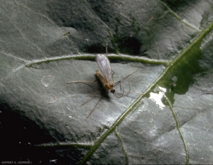 Mâle d'<i>Aphidoletes aphidimyza</i>.
