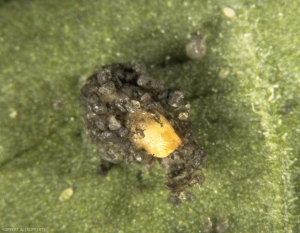Cocon d'<i>Aphidoletes aphidimyza</i> dans le quel on aperçoit la nymphe. Sur le cocon se trouvent des débris du sol dans les premiers centimètres duquel il a été formé.