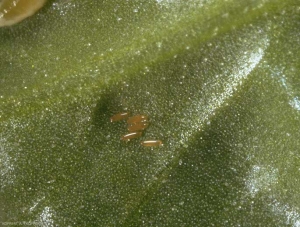 Ponte d'<i>Aphidoletes aphidimyza</i>, les oeufs sont ovales, orangés translucides.