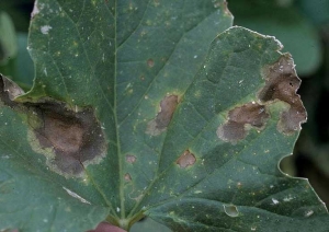 Plusieurs lésions sombres à noirâtres, se nécrosant progressivement, s'étendent sur le limbe de cette feuille de melon. (<b>Oomycète</b>)(<i>Phythophthora capsici</i>) (Gerald HOLMES - Strawberry Sustainability Research and Education Center, California)