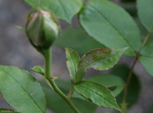 Un discret feutrage blanc couvre partiellement le limbe de ces feuilles de rosier oïdiées.Notez que les tissus malades peuvent prendre une teinte rougeâtre.