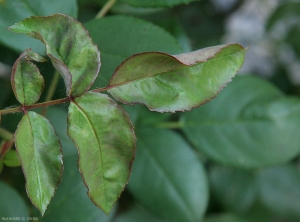 Détail du développement de l'oïdium du rosier sur des jeunes feuilles. 