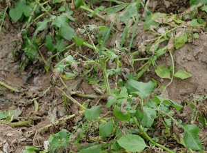 Aspect d'un pied de pomme de terre attaqué par le mildiou.