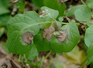 Larges taches de mildiou sur folioles de pomme de terre. Celles-ci sont livides, et brunissent en se nécrosant en leur centre.