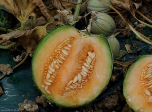 La pourriture gagne plus lentement l'intérieur du fruit du melon.  <b><i>Fusarium oxysporum</i> f. sp. <i>melonis</i></b>. (fusariose)