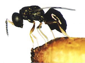 Femelle de <b><i>Pachycrepoideus vindemmiae</i></b> parasitant la pupe de son hôte <b><i>Musca domestica</i></b>. Photo de Sonia Dourlot, Université de Rennes 1, publiée avec la permission de Dr AM Cortesero.