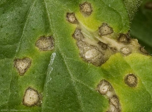 De minuscules masses noirâtres, les pycnides de <i>Septoria lycopersici</i>, parsèment cette foliole de tomate. (septoriose, Septoria leaf spot)