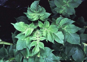 Eclaircissement du bouquet terminal d'une plante de pomme de terre atteinte du <i><b>Potato Spindle Tuber Viroïd</i></b> (PSTVd, viroïde des tubercules de pomme de terre en fuseau)