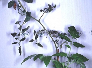 Fortes déformations foliaires causées par une souche virulente de <i><b>Potato Spindle Tuber Viroïd</i></b> (PSTVd, viroïde des tubercules de pomme de terre en fuseau) sur tomate