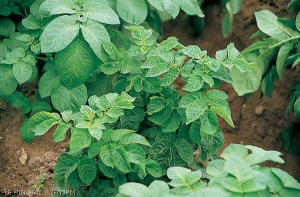 Frisolée typique causée par l'isolat PVY<sup>O</sup> avec mosaïque, déformations foliaires et port retombant sur plante de pomme de terre. <i><b>Potato Virus Y</i></b> (PVY, virus Y de la pomme de terre)