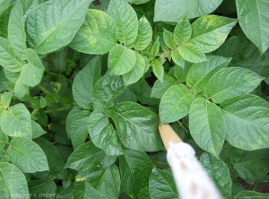 Raccourcissement des entre-noeuds sur le sommet d'une tige de pomme de terre causé par le <i><b>Potato Mop Top Virus</i></b> (PMTV, virus du mop-top)