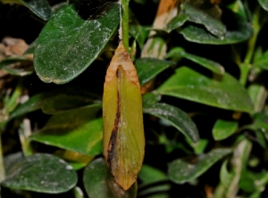 La chrysalide de pyrale du buis peut se trouver sans son cocon de soie, directement suspendue à une branche de buis. <i><b>Cydalima perspectalis</i></b>