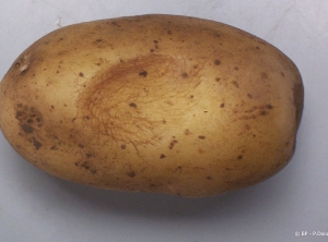 Tubercule de pomme de terre à facette, présentant une dépression liée à une déshydratation des tissus et une pression importante du tas