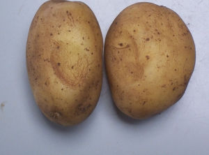 Tubercules de pomme de terre à facette, présentant une dépression liée à une déshydratation des tissus et une pression importante du tas