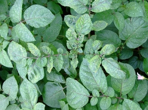 Déformations foliaires sur plante de pomme de terre provoquées par des herbicides comme le prosulfocarbe ou le flufenacet