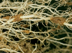 Plusieurs galles excentrées, superficiellement liégeuses, de couleur marron parsèment ce système racinaire de tomate. <b><i>Spongospora Subterranea</i></b> (tumeurs racinaires à <i>Spongospora, Spongospora</i> root tumor)