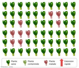 Les plantes malades sont réparties en zone(s) plus ou men étendue(s), évoluant faiblement en cours d'année