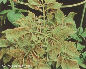 Symptômes de carence en manganèse sur plante de pomme de terre : feuilles chlorotiques présentant de petits points nécrotiques le long des nervures et des zones nécrotiques en bordure des folioles