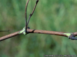  Détail de rameaux de vigne partiellement aoûtés. (<i><b>Xylella fastidiosa</i></b> - Maladie de Pierce) - Source : EPPO, M. Scortichini, Istituto Sperimentale per la Frutticoltura, Rome (IT) 