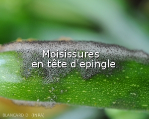 Moisissure-epingle