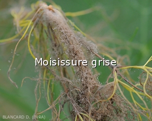 Moisissure-grise