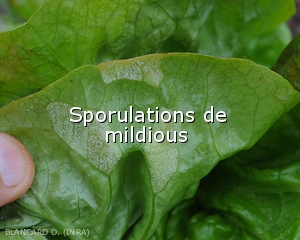 Sporulations-mildious