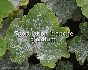 Sporulation-oidium