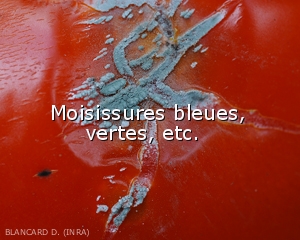 Moisissure-bleue
