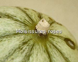 Moisissure-rose