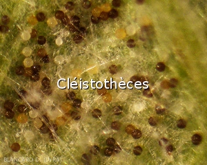 Cleistotheces