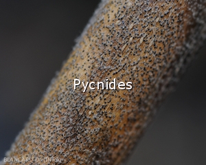 Pycnides