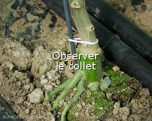 Observer-colletR
