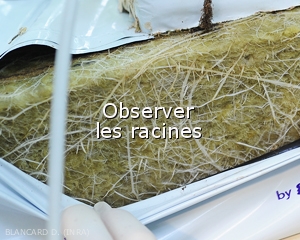 Observer-racinesR