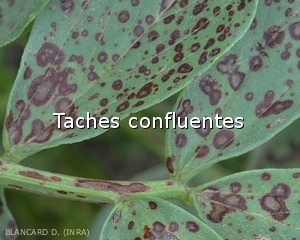 Diagnostic-taches-confluentes