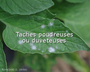 Diagnostic-taches-poudreuses