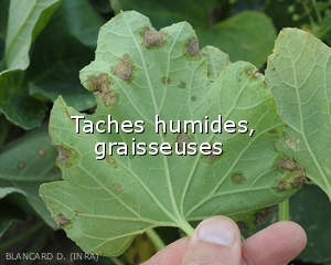 Diagnostic-Taches-humides