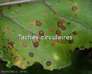 Diagnostic-Taches-circulaires