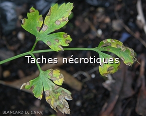 Diagnostic-Taches-necrotiques