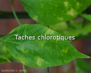 Diagnostic-Taches-chlorotiques