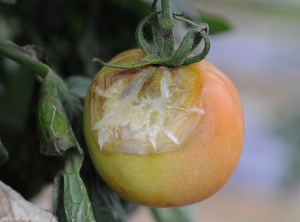 Mucus bactérien sur fruit de tomate pourrissant.