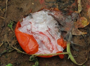 Mucus levurien sur fuit de tomate entièrement pourri et effondré. (<i>Geotrichum candidum</i>)