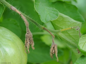 Fleurs de tomate entièrement altérées par  <b><i>Botrytis cinerea</i></b> Noter la moisissure grise les recouvrant, et l'extension progressive de la lésion vers les pédoncules. (moisissure grise, grey mold)