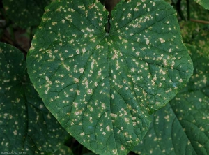Nombreuses taches angulaires sur feuilles de concombr ; d'abord brunes, elles deviennent marron à beige en se nécrosant et se dessèchant. <b><i>Corynespora cassiicola</i></b> (corynesporiose)