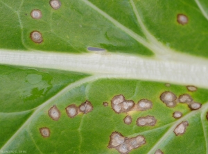 Détail de taches concentrique sur feuille de blette. <b><i>Cercospora beticola</i></b> (cercosporiose)
