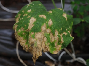 De nombreuses larges taches concentriques de  <b><i>Corynespora cassiicola</i></b> couvrent cette feuille de concombre. (corynesporiose)