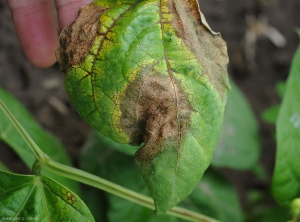 Trois taches provoquées par  <b><i>Botrytis cinerea</i></b> se sont bien étendues sur cette feuille de haricot. (moisissure grise, grey mold)