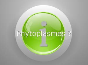 INFO-Phytoplasmes