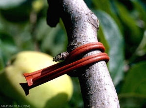 Diffuseur de phéromone Isomat® pour lutter contre le carpocapse - © B. Sauphanor INRA