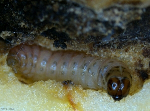 Chenille du carpocapse du pommier (<i>Cydia pomonella</i>) observée à la loupe binoculaire (photo B.Petit, INRA)