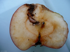 Galeries dans une pomme causée par la chenille du carpocapse du pommier, <i>Cydia pomonella</i>  (photo B.Petit, INRA)